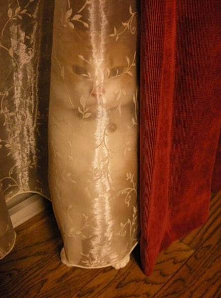 Кот спрятался за штору - Животные 