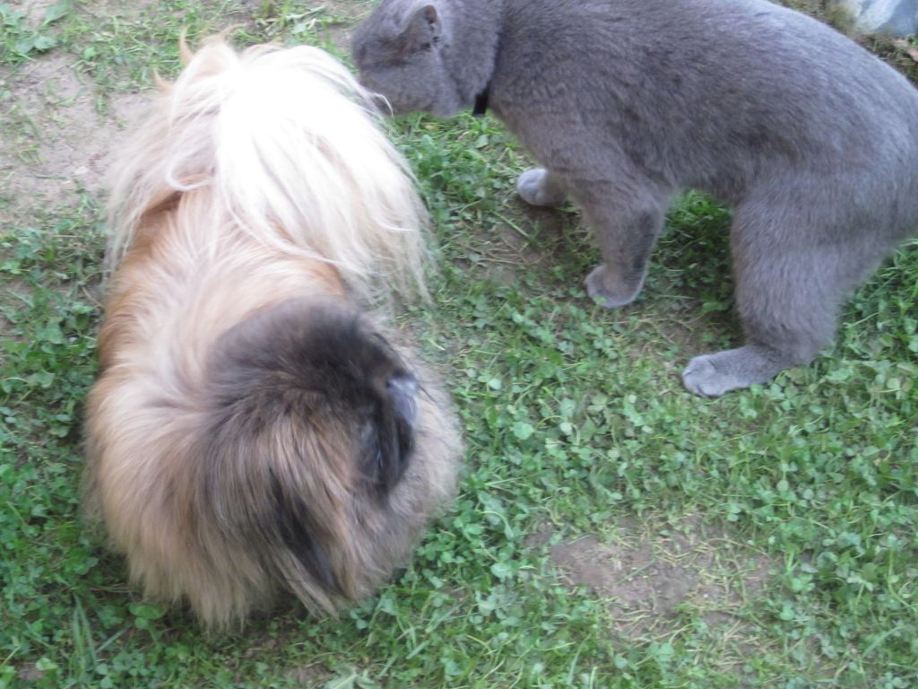 Кот и собака во дворе - Животные 