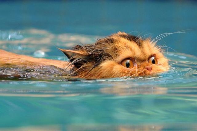 плывущий кот - Животные 