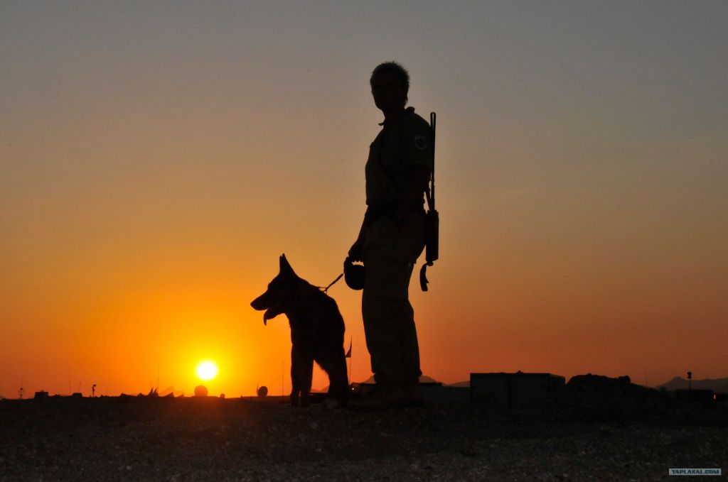 Человек с собакой на фоне заката - Пейзаж 