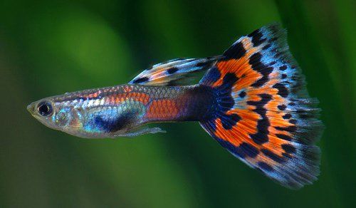 Аквариумная рыбка гупия - Животные 