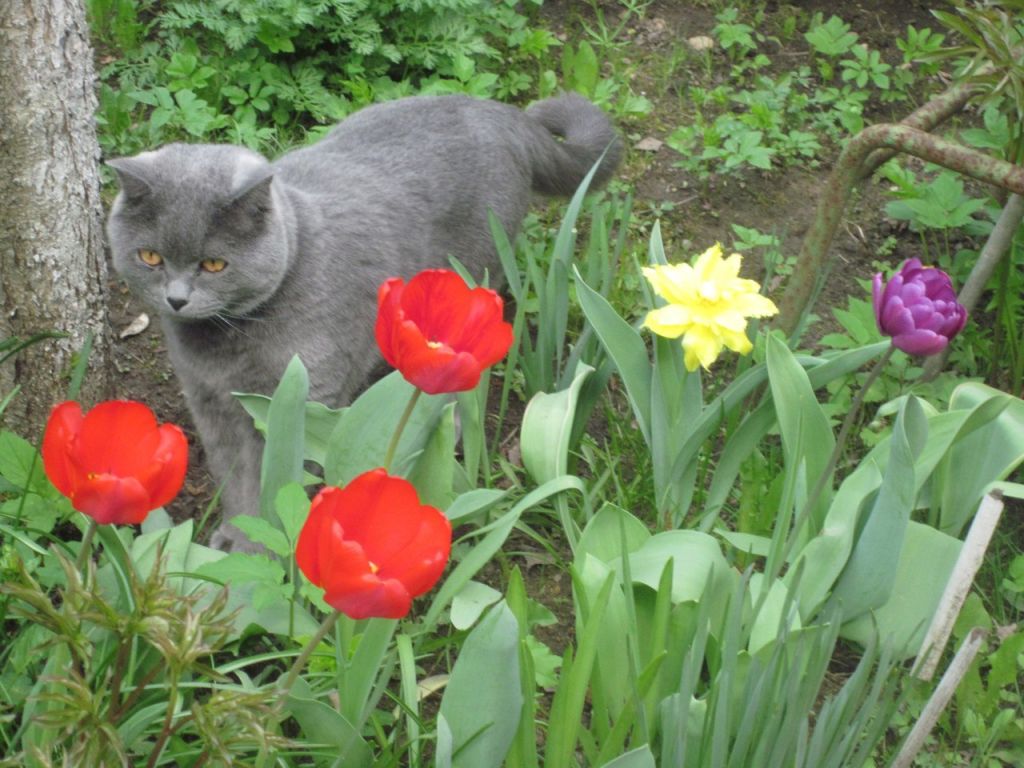 Кот в тюльпанах - Животные 