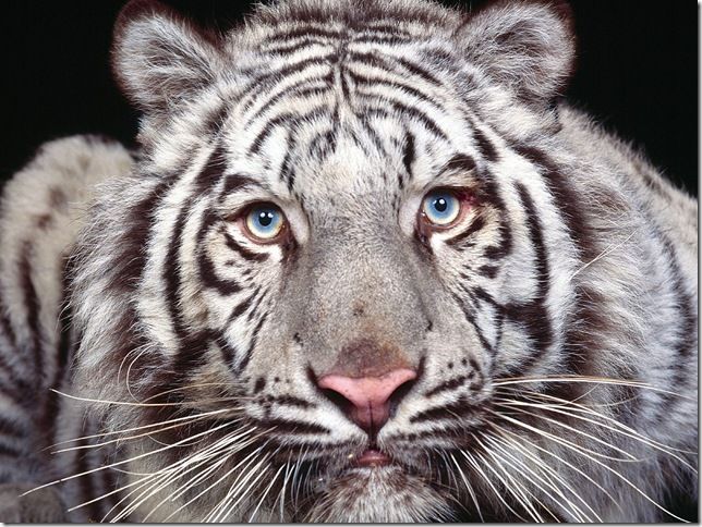 Белая тигрица - Животные 