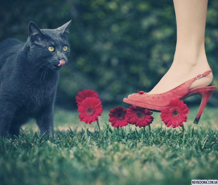 Кот облизывается на женскую ногу - Животные 