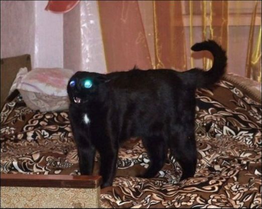 Самый страшный в мире черный кот - Животные 