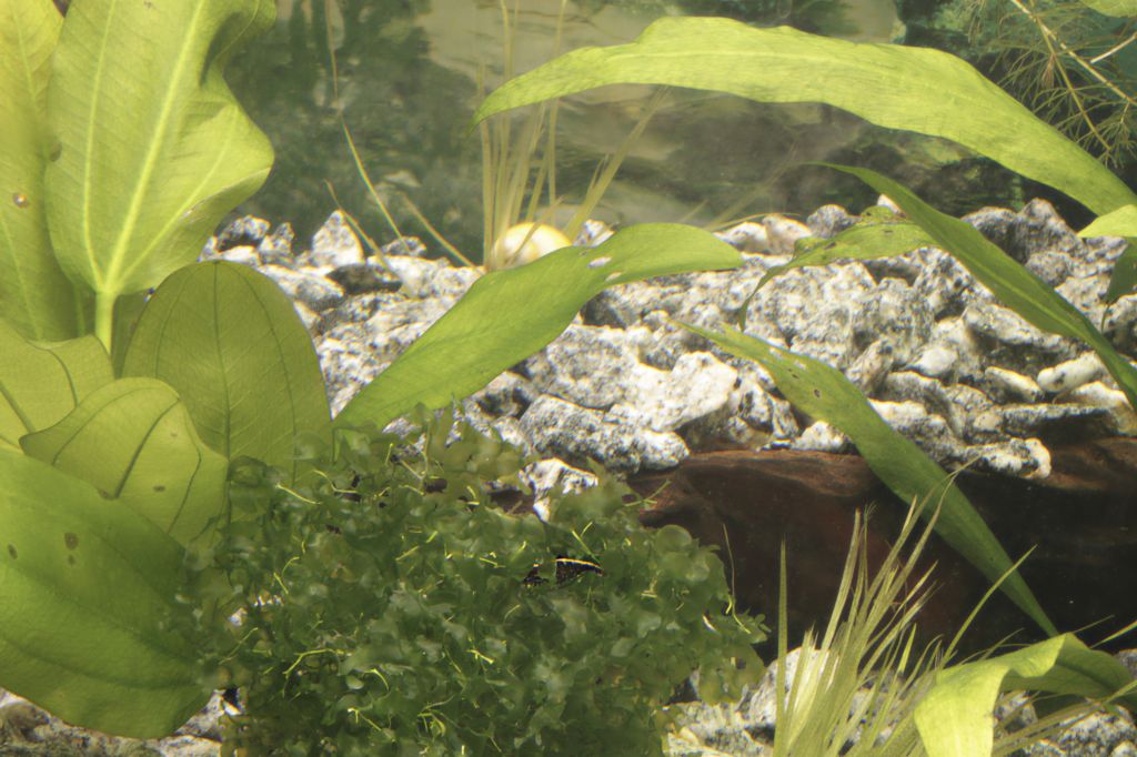 Черная аквариумная креветка - Животные 