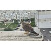 Фотография / Птицы