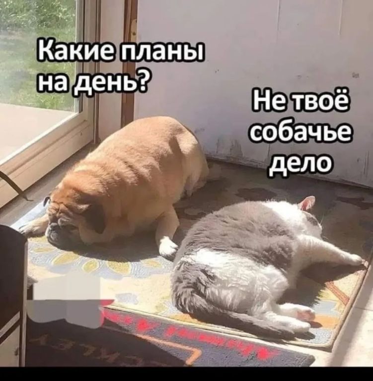 Не твое собачье дело - Юмор