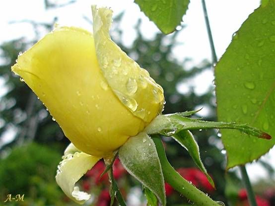 Бутон желтой розы с каплями росы - Природа 