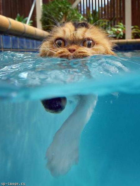 плывущий кот - Животные 