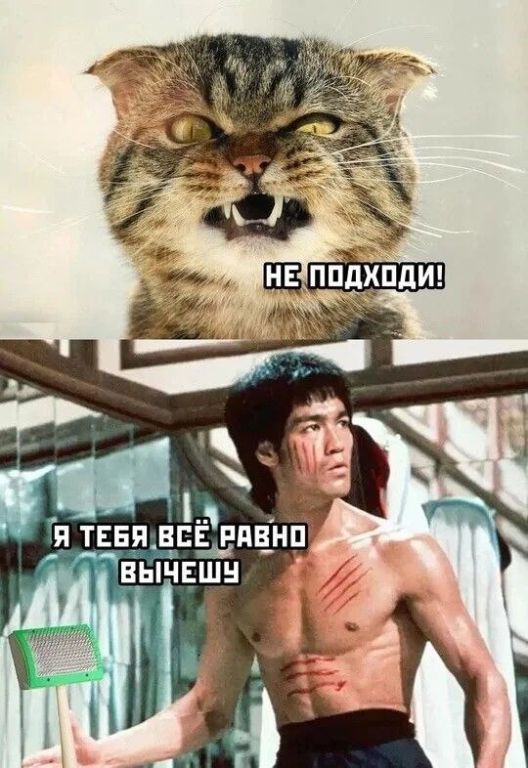 Я тебя все равно вычешу! - Юмор