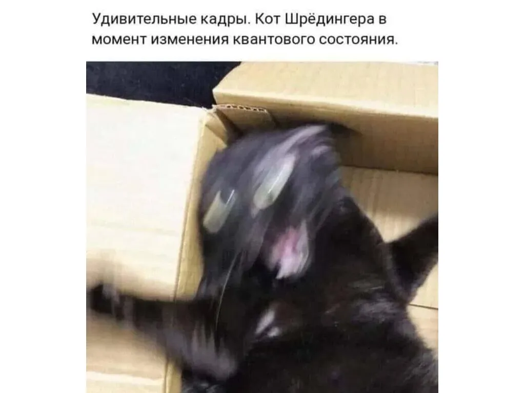 Кот Шредингера в момент перехода из одного квантового состояния в другое - Животные