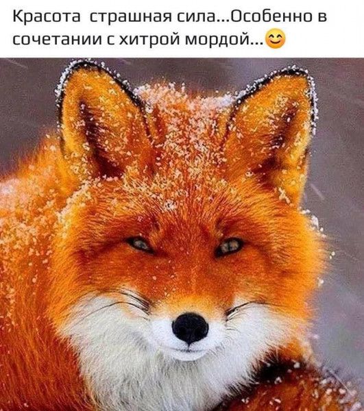 Хитрая рыжая морда - Животные
