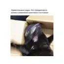Кот Шредингера в момент перехода из одного квант…
